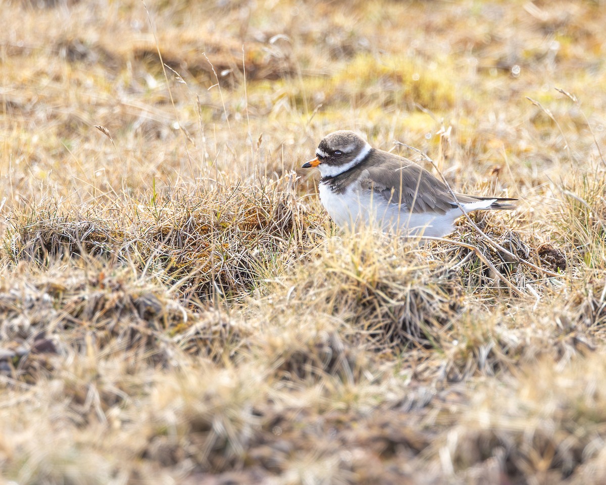 Common Ringed Plover - ML620907908