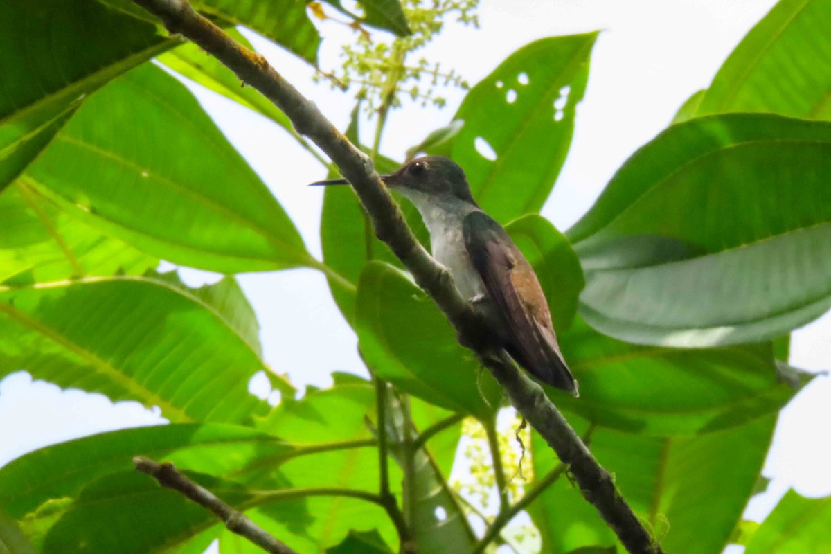 kolibřík vidloocasý - ML620907932