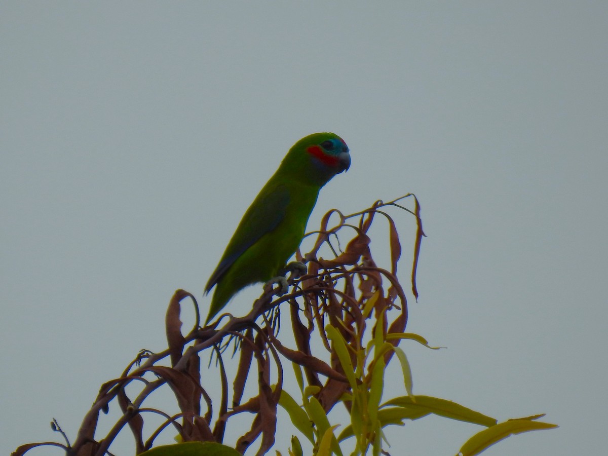 Double-eyed Fig-Parrot - ML620907933