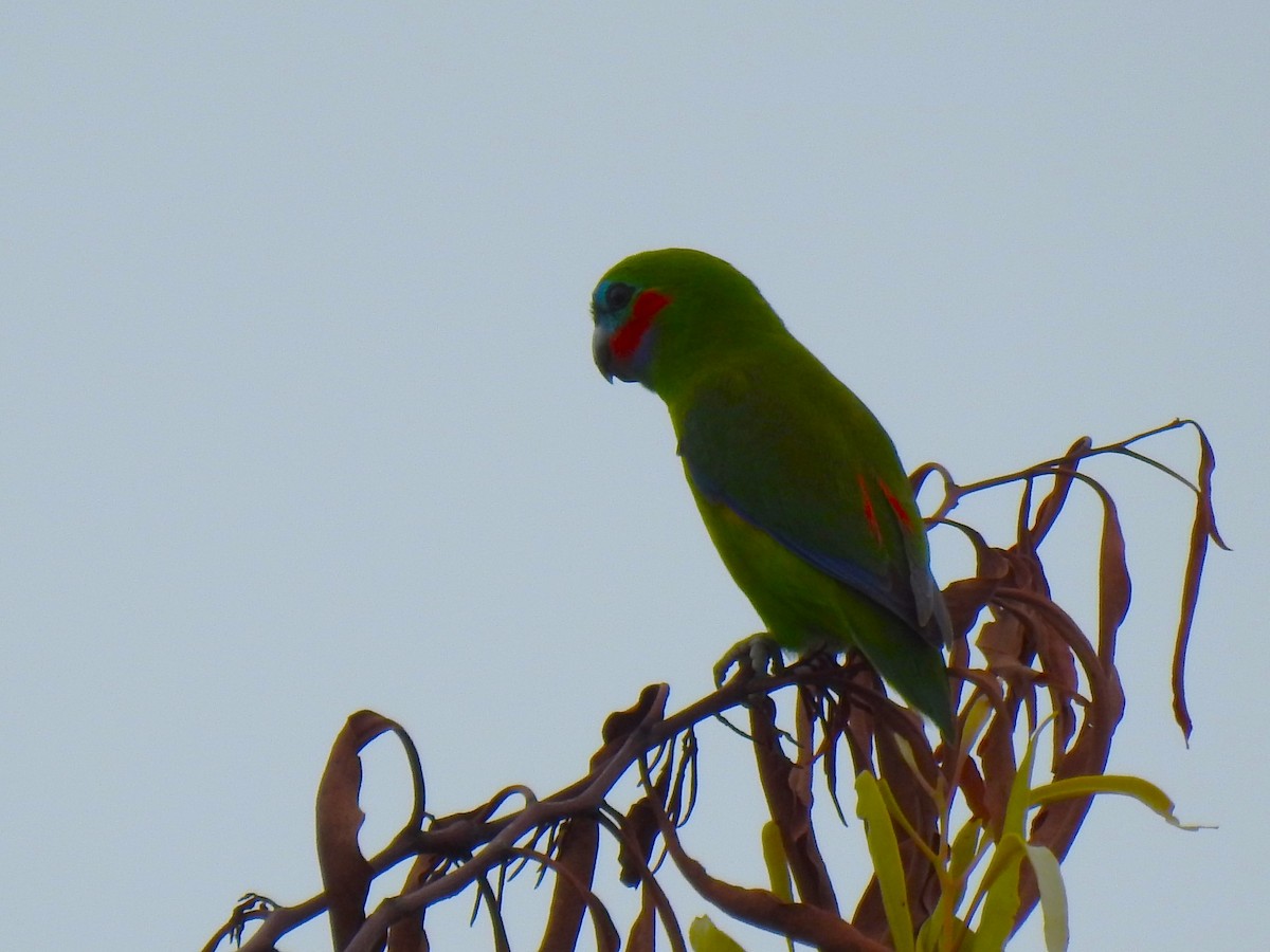 Double-eyed Fig-Parrot - ML620907934