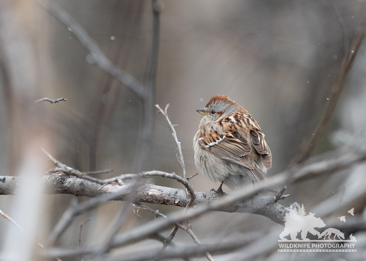 American Tree Sparrow - ML620907938