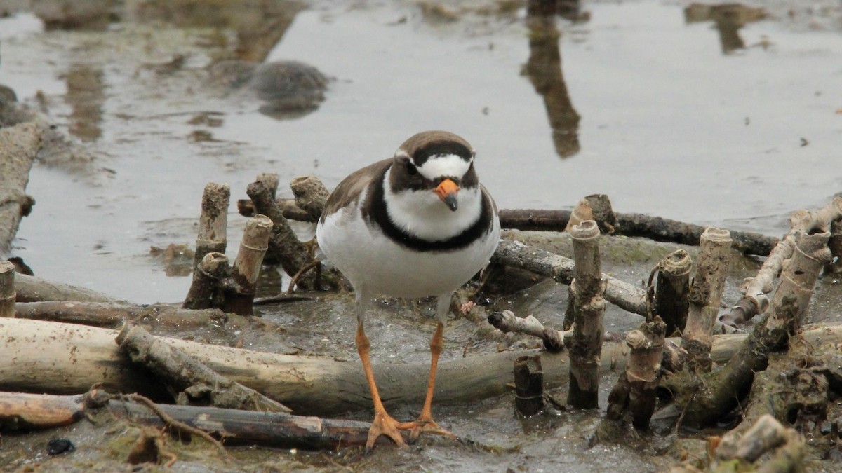Semipalmated Plover - ML620908057
