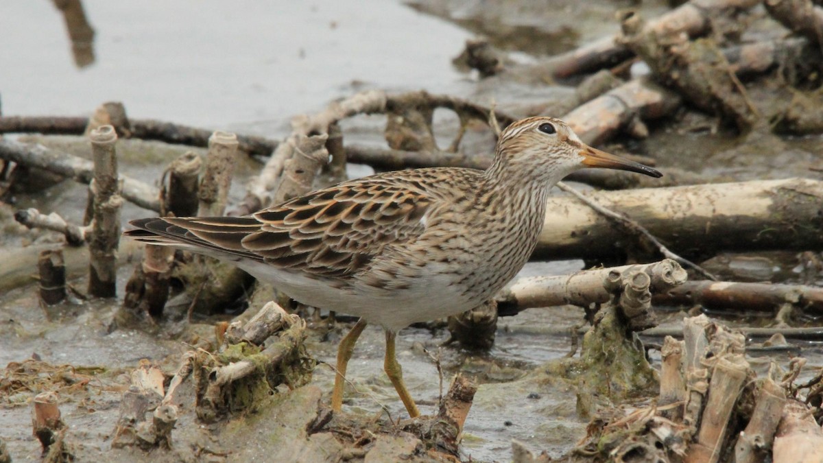 Graubrust-Strandläufer - ML620908067