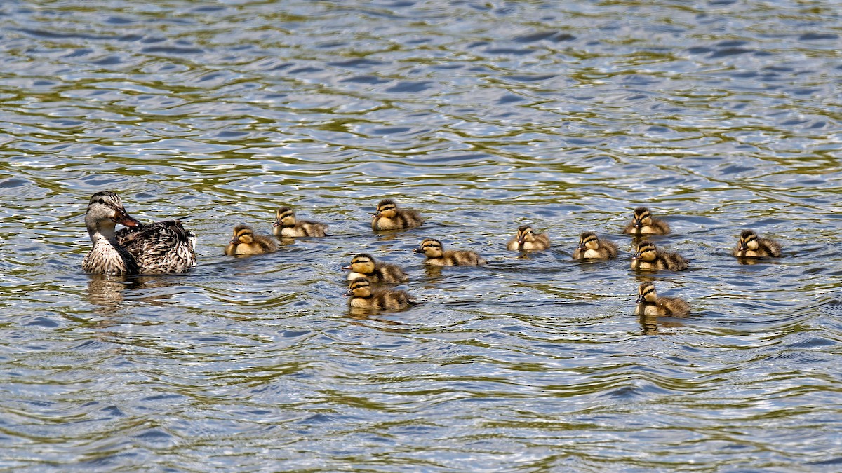 Mallard - ML620908077