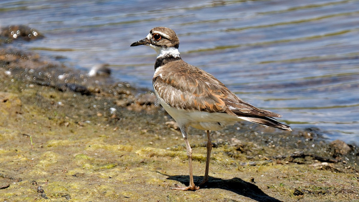 Killdeer - Craig Becker