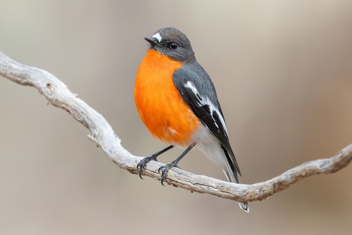 Flame Robin - ML620908091