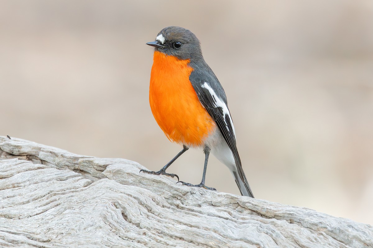 Flame Robin - ML620908092