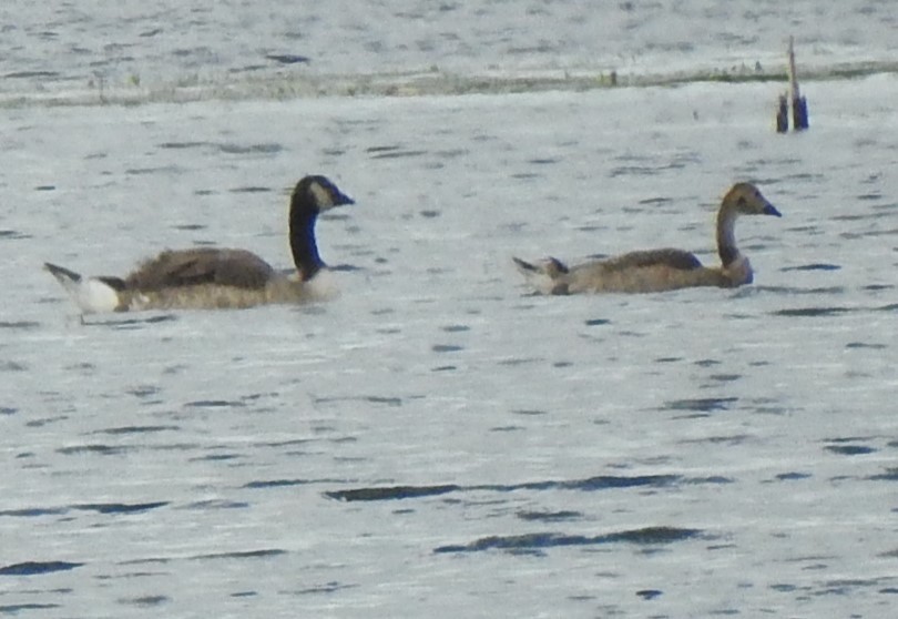 Domestic goose sp. x Canada Goose (hybrid) - ML620908097