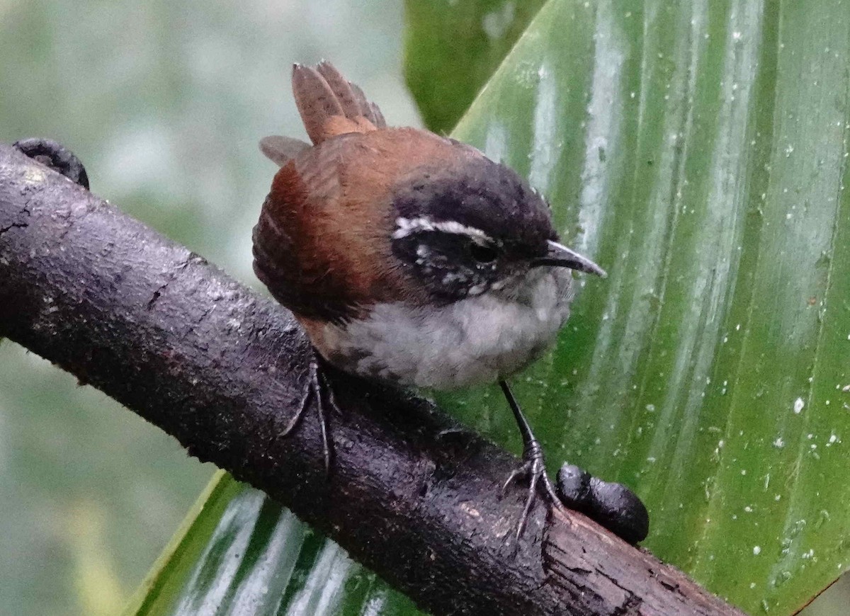 Gray-breasted Wood-Wren - ML620908102