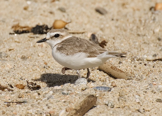 Snowy Plover - ML620908114