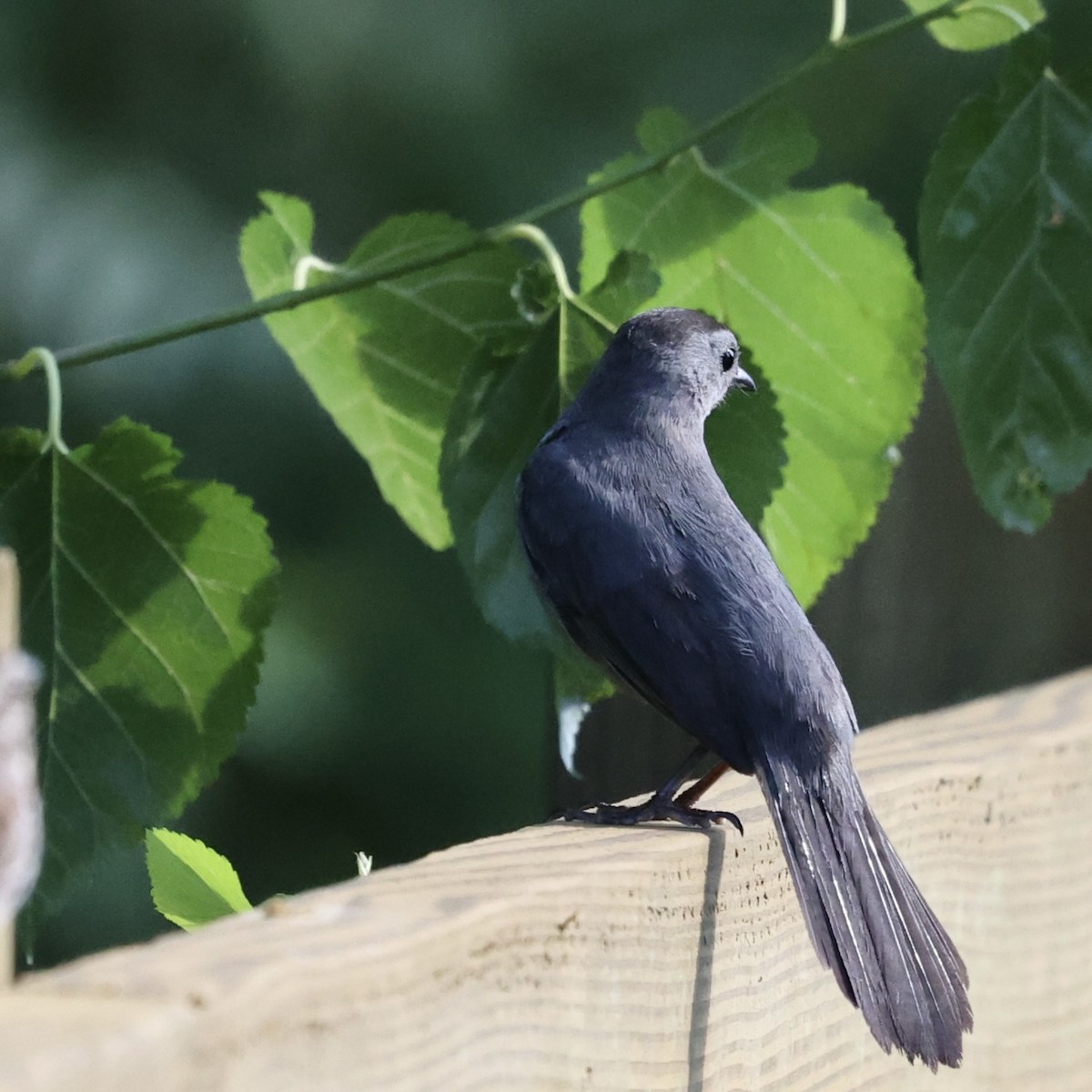 Pájaro Gato Gris - ML620908115