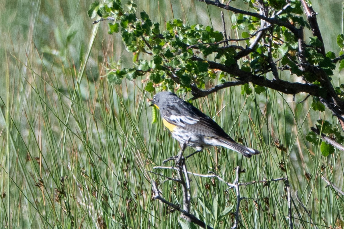 Yellow-rumped Warbler - Cello C-T
