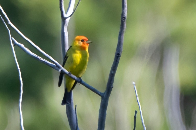 Western Tanager - ML620908120