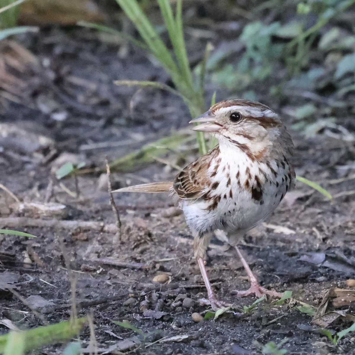 Song Sparrow - ML620908127