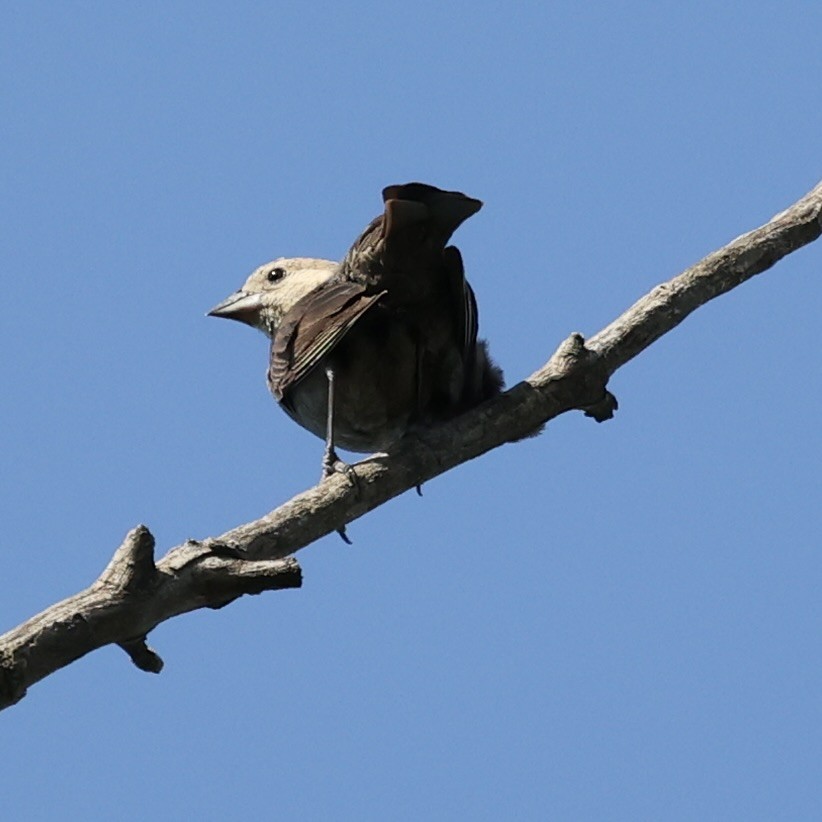 Brown-headed Cowbird - Michael Burkhart