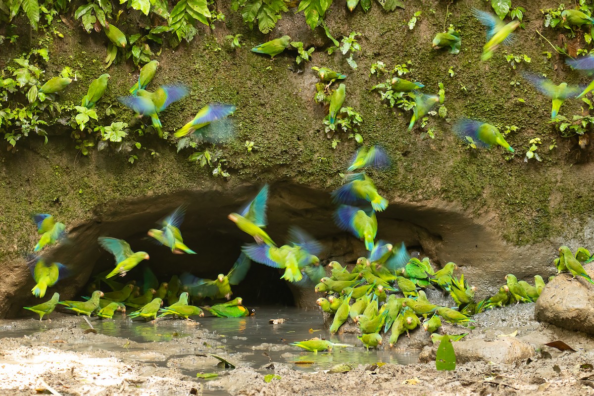 Mavi Kanatlı Papağan - ML620908137