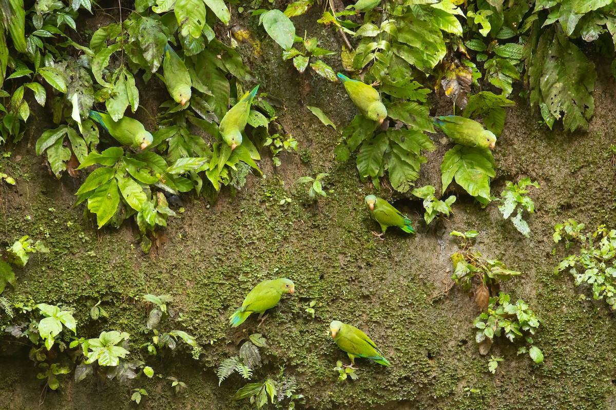 Cobalt-winged Parakeet - ML620908138