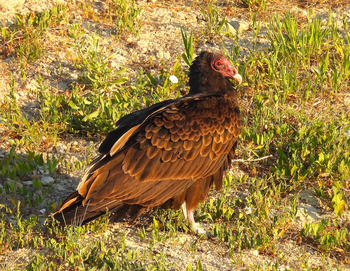 Turkey Vulture - ML620908192