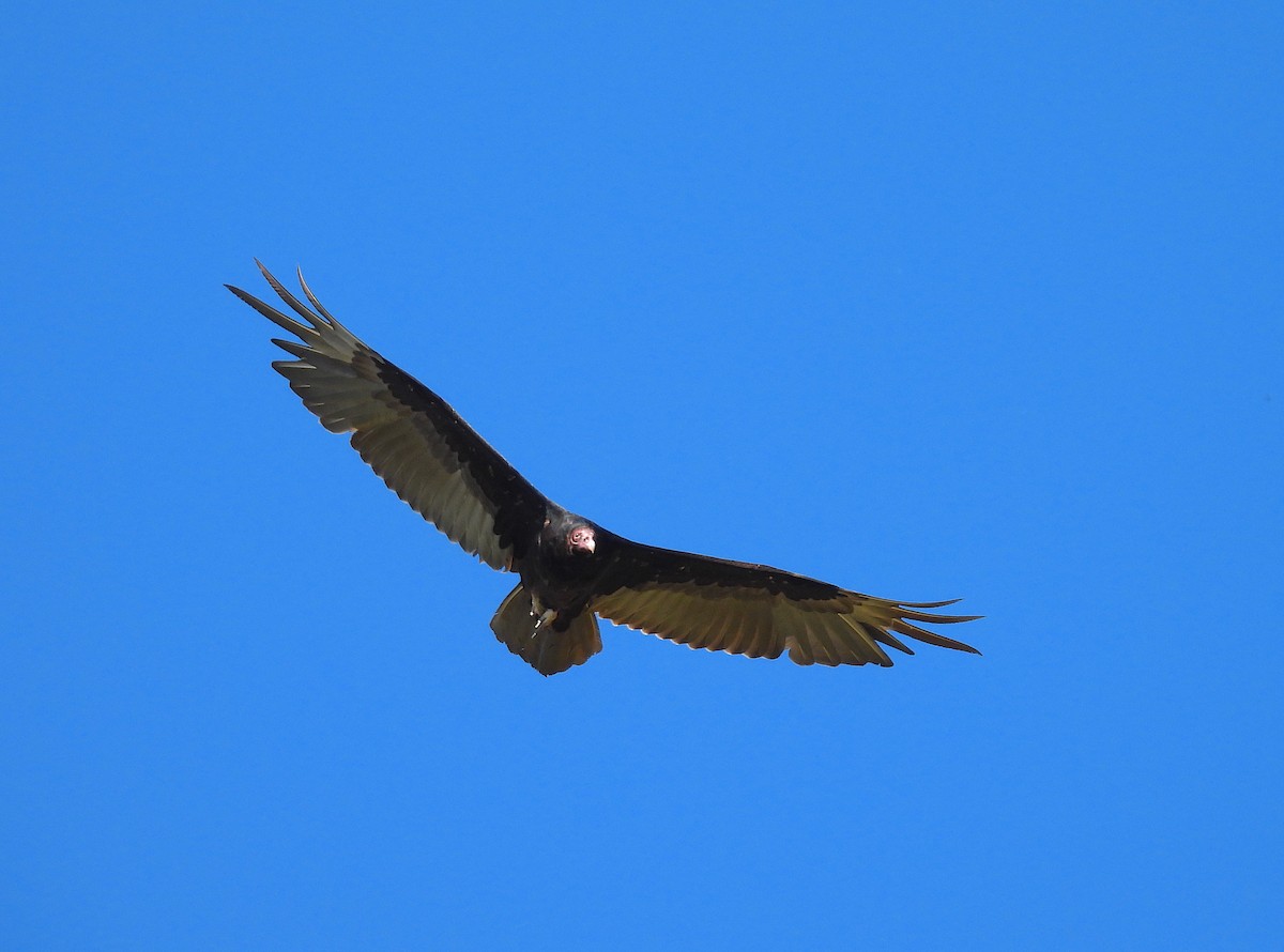 Turkey Vulture - ML620908206