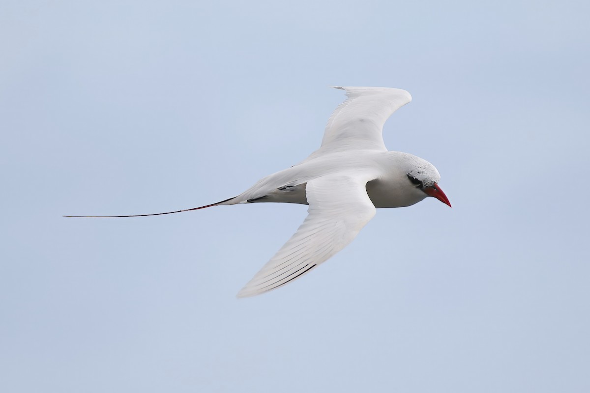 Red-tailed Tropicbird - ML620908211