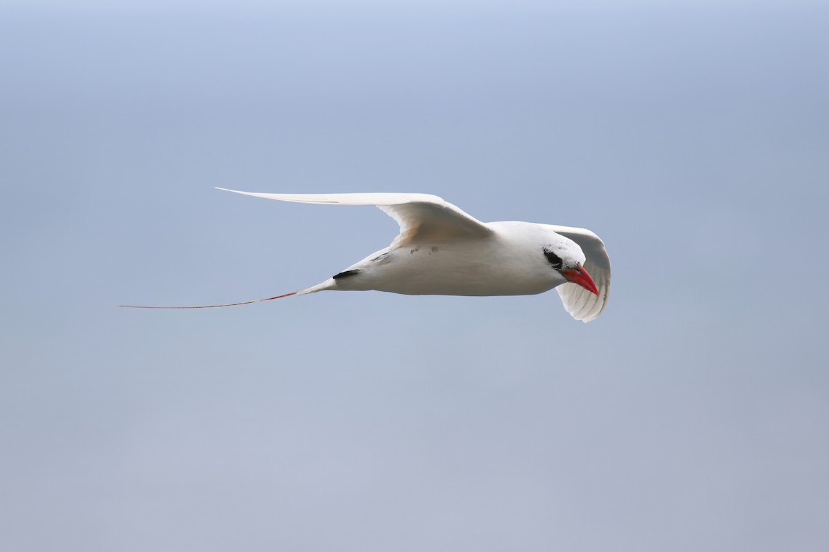 Red-tailed Tropicbird - ML620908212