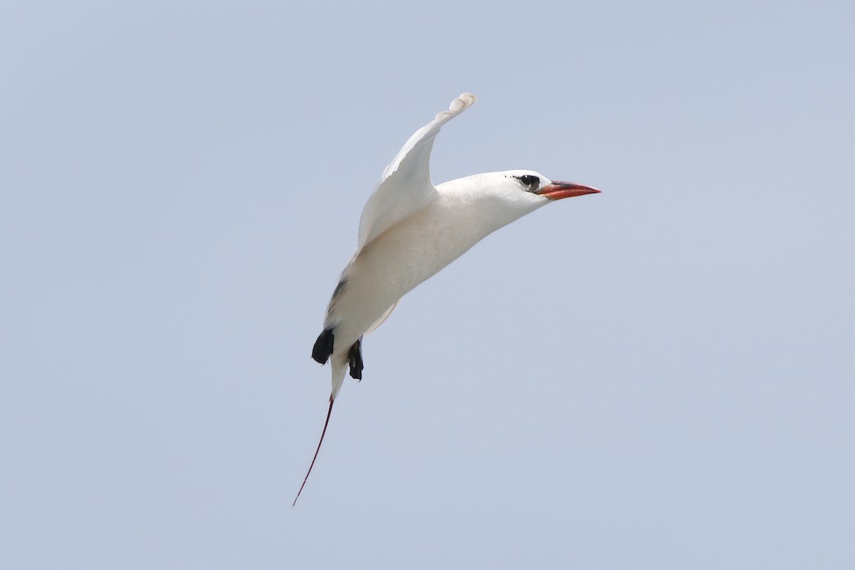 Red-tailed Tropicbird - ML620908213