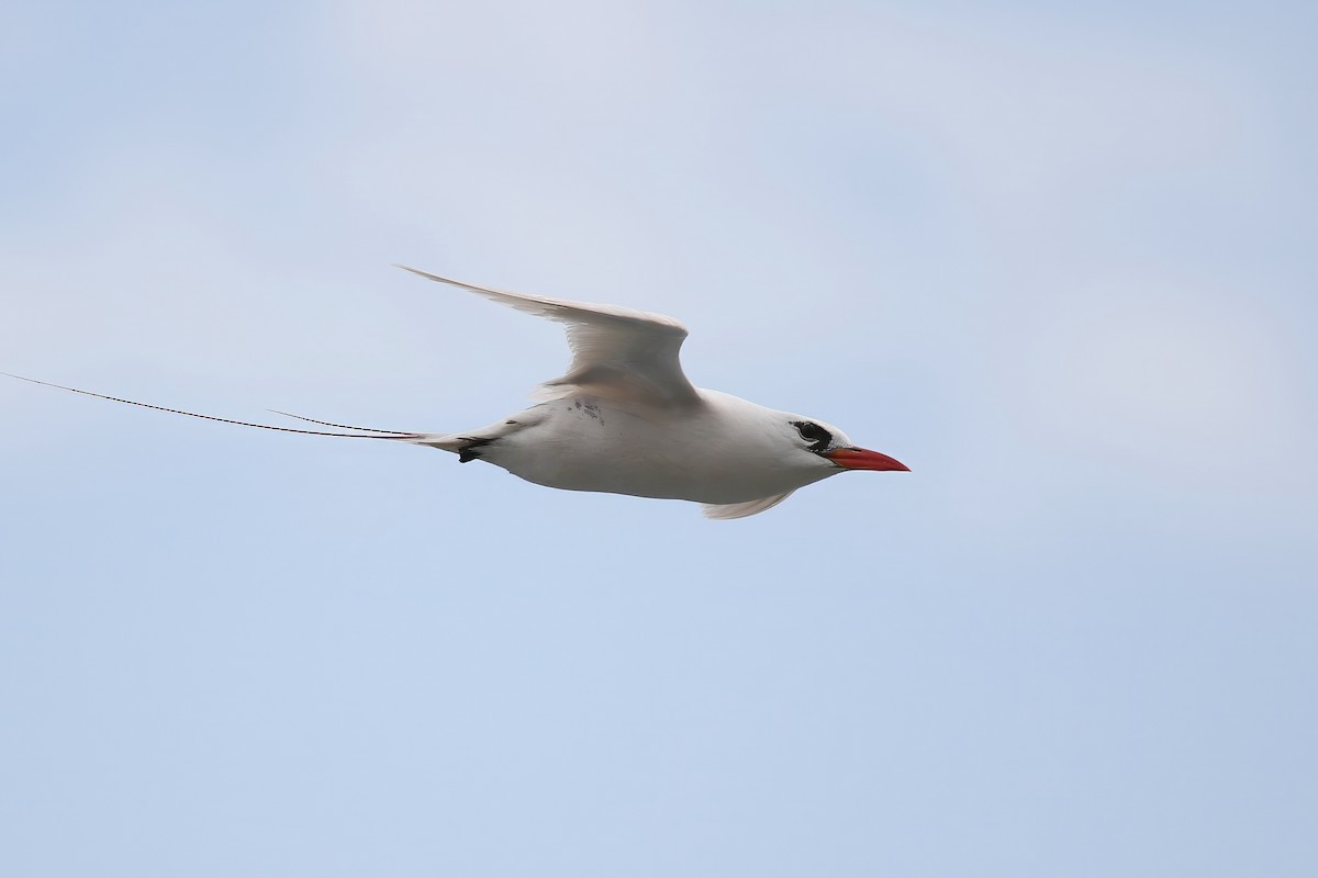 Red-tailed Tropicbird - ML620908214