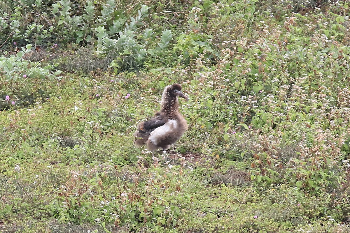albatros laysanský - ML620908232