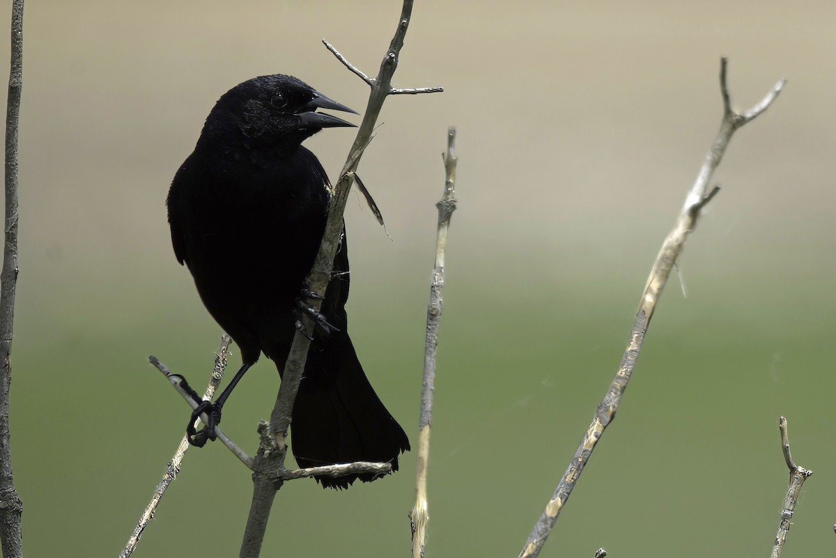 Red-winged Blackbird - ML620908237