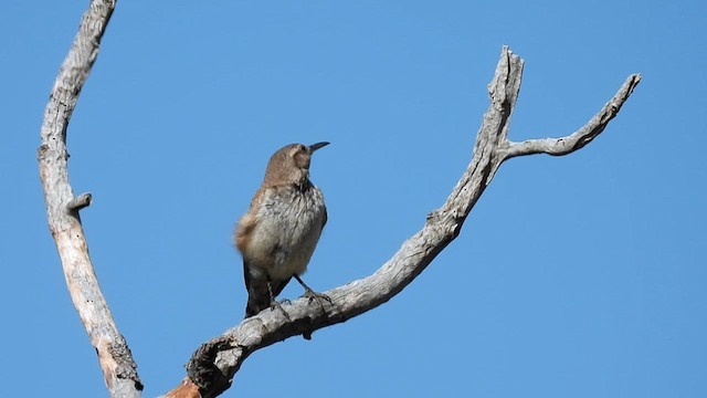 Rock Wren - ML620908241