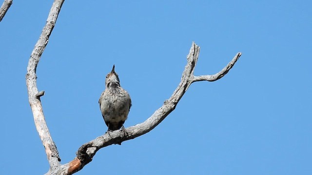 Rock Wren - ML620908249