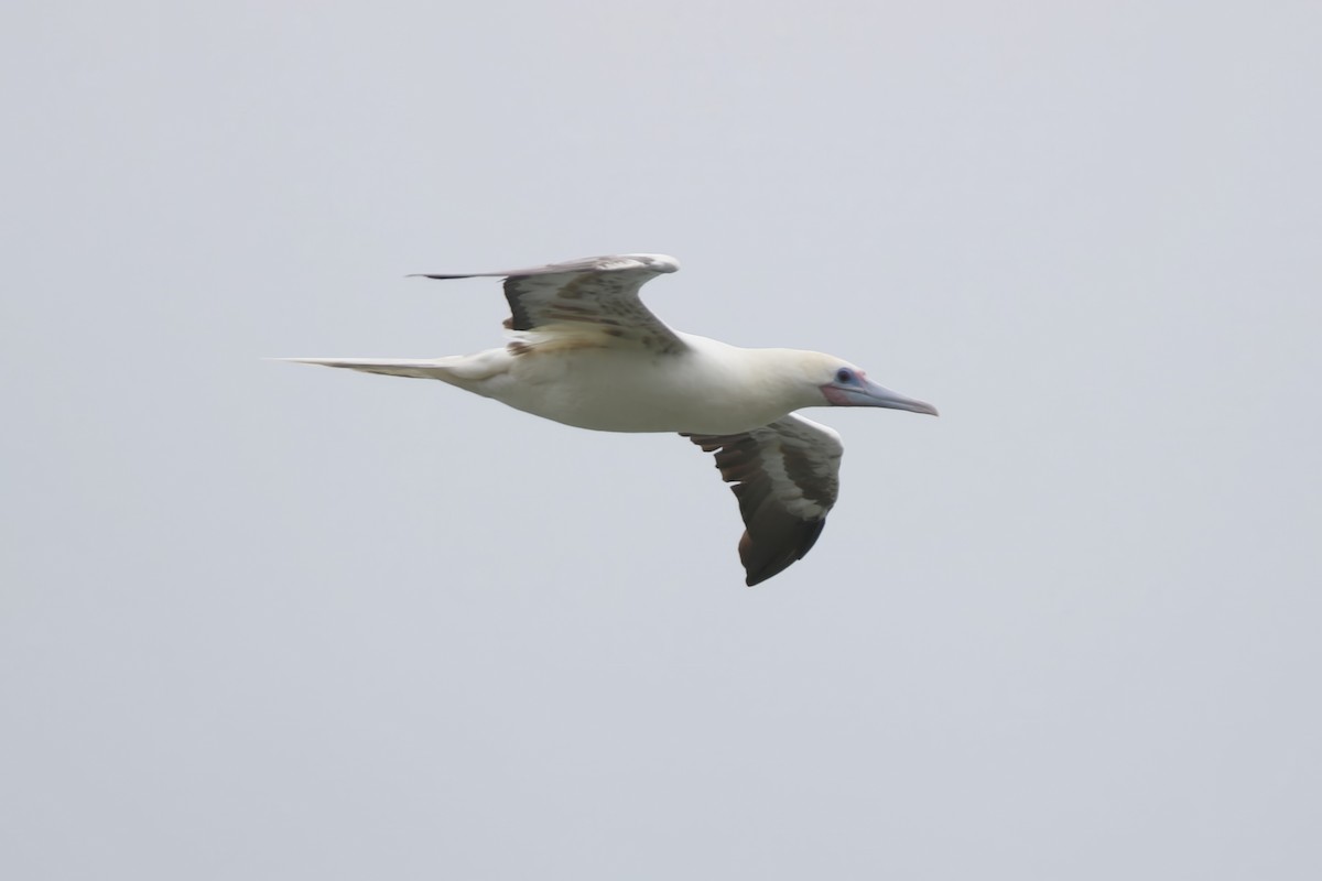 Red-footed Booby - ML620908251