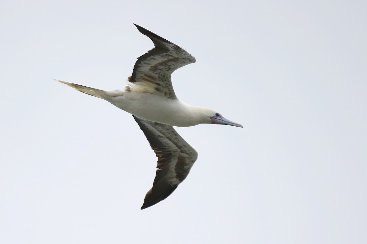 Red-footed Booby - ML620908252