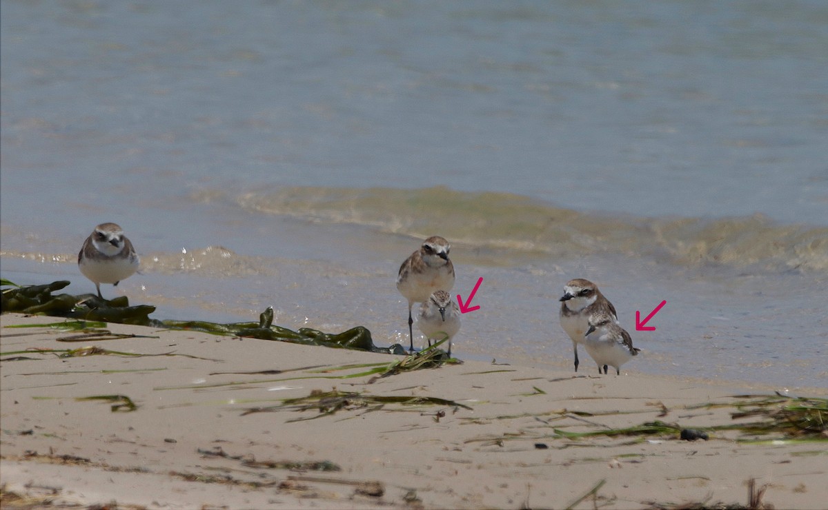 Siberian Sand-Plover - ML620908255