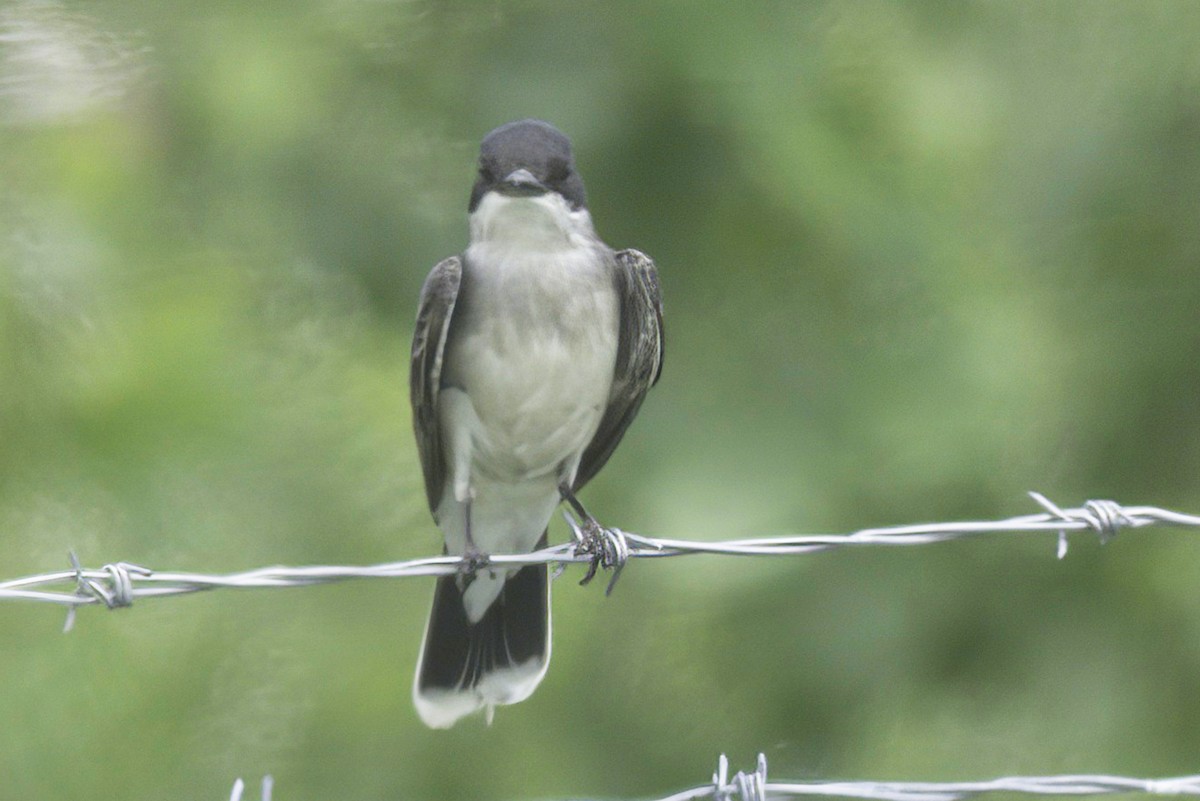 Eastern Kingbird - ML620908260