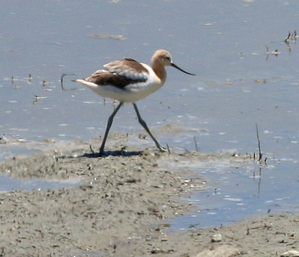 Avocette d'Amérique - ML620908262