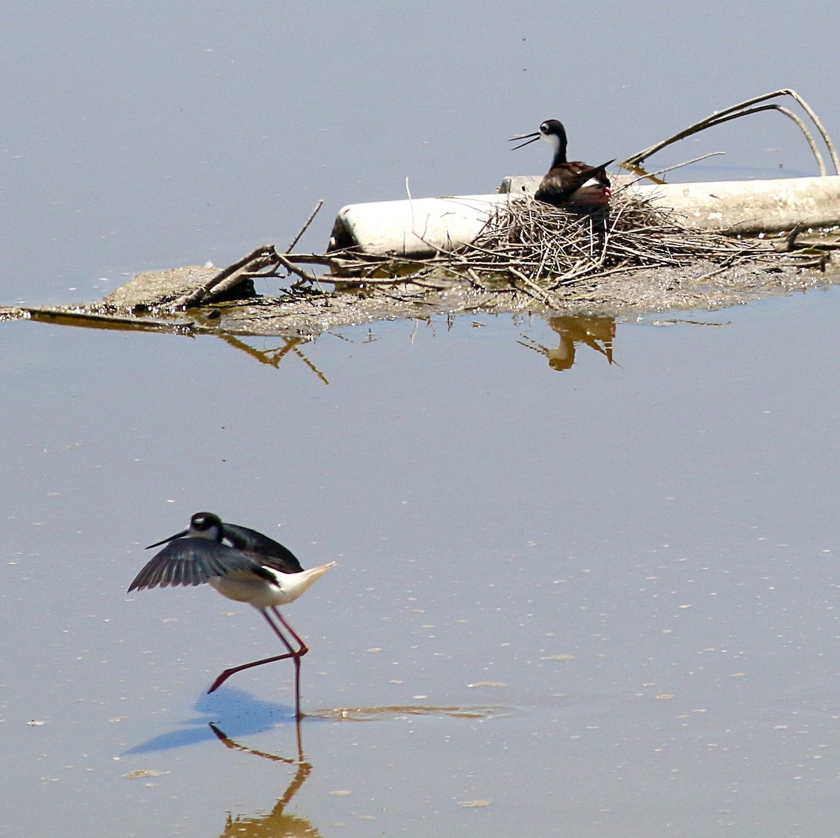 Black-necked Stilt - ML620908265