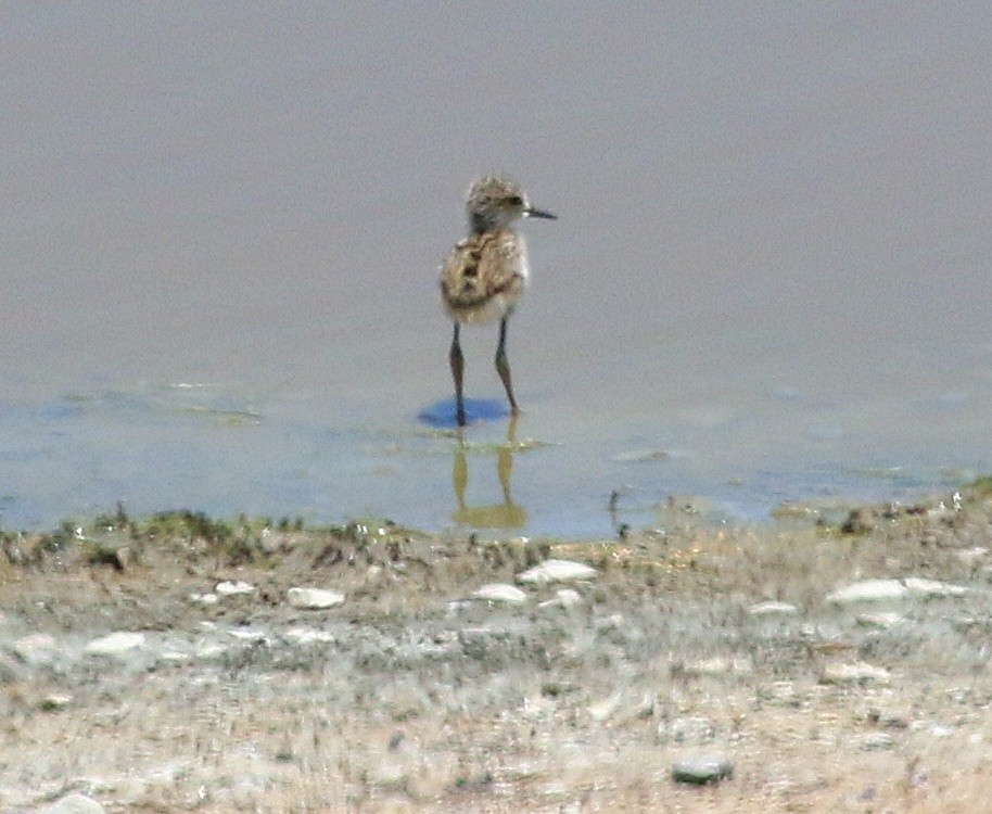 Black-necked Stilt - ML620908267