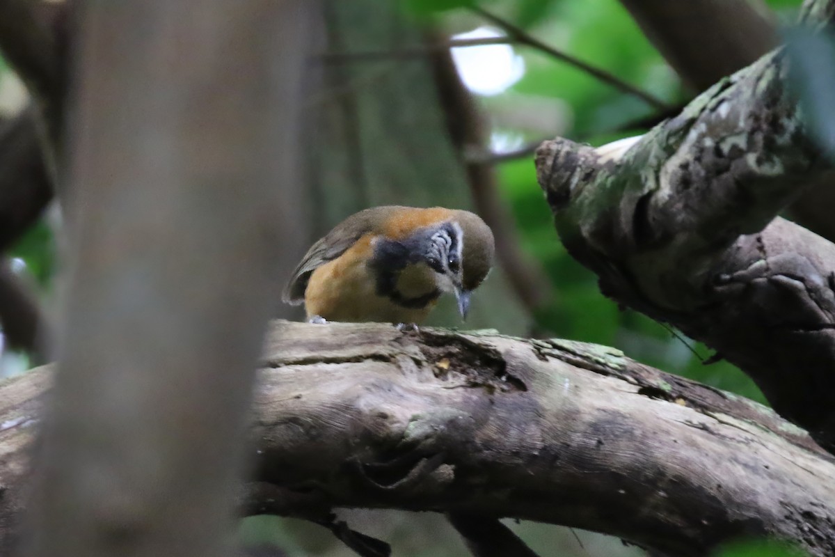 Greater Necklaced Laughingthrush - ML620908269