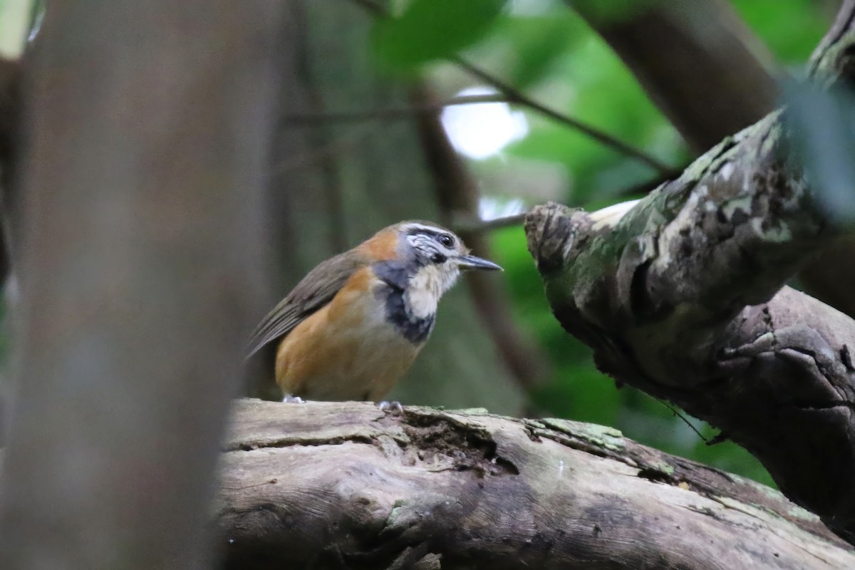 Greater Necklaced Laughingthrush - ML620908271