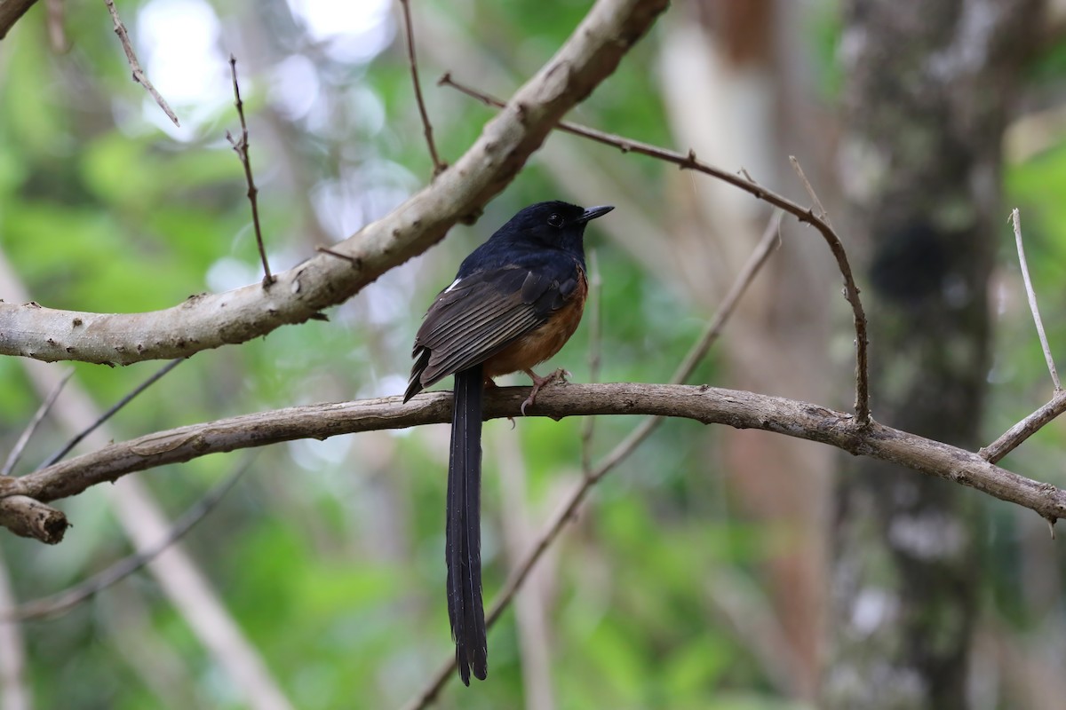 White-rumped Shama - ML620908283