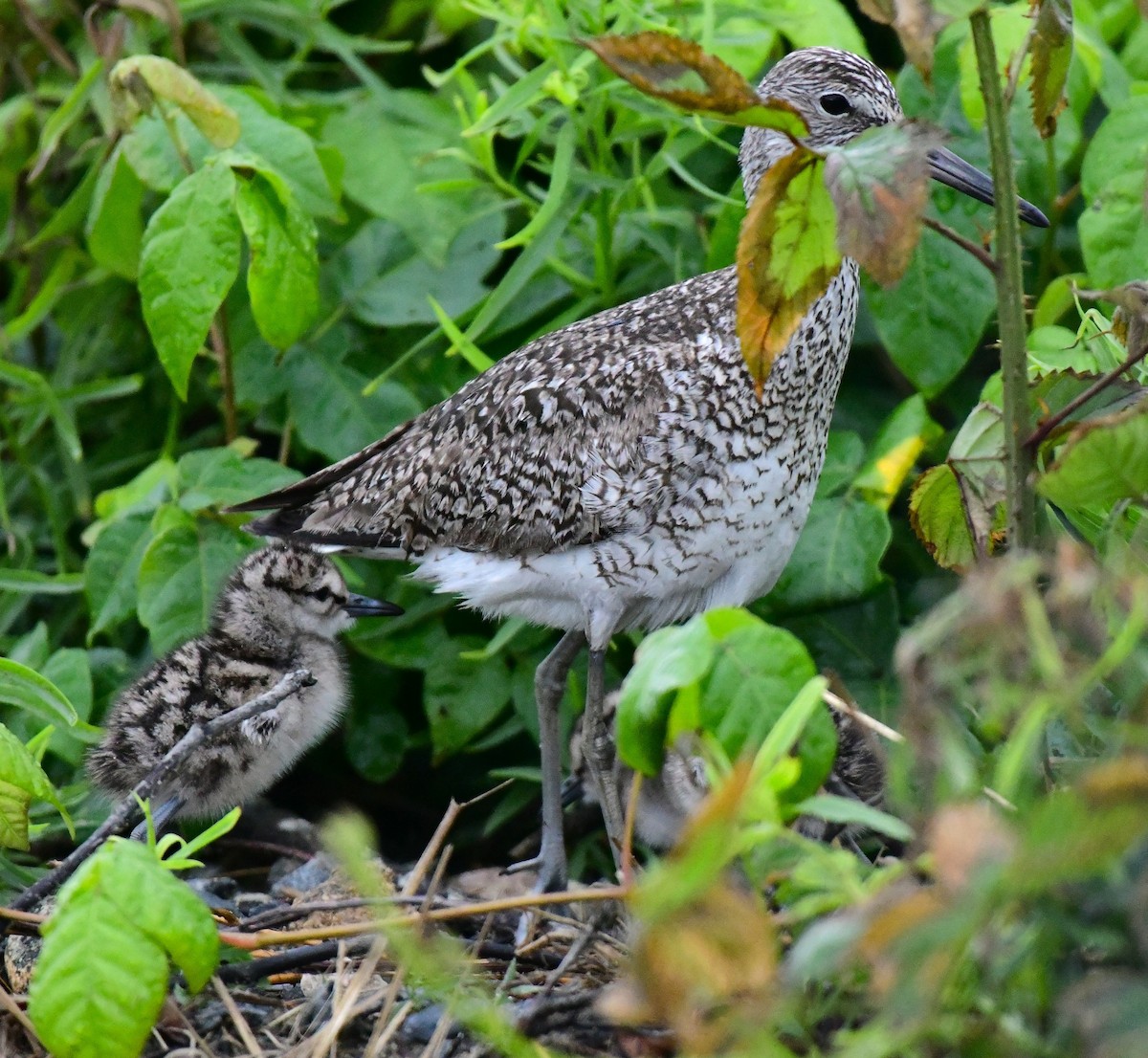 Willet - mike shaw