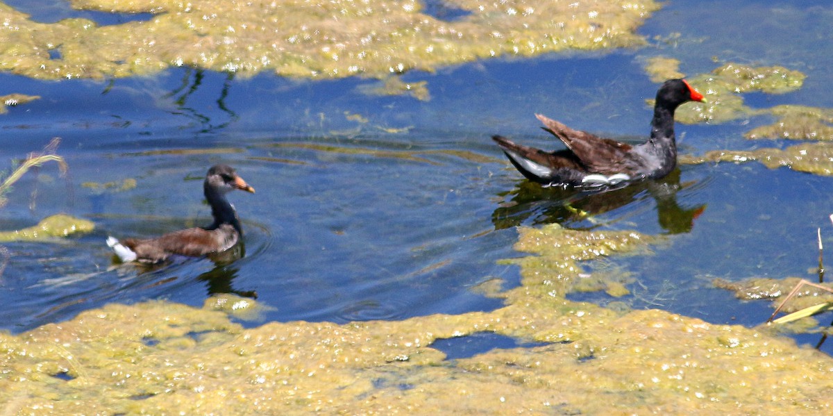 Common Gallinule - ML620908308