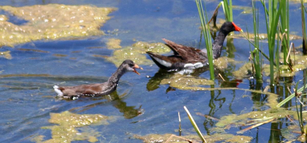 Gallinule d'Amérique - ML620908309