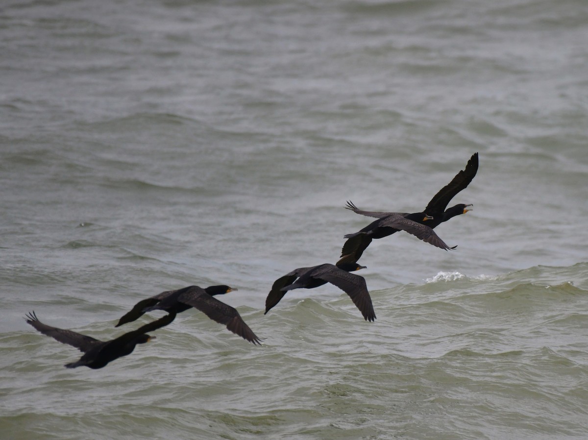 Cormorán Orejudo - ML620908311