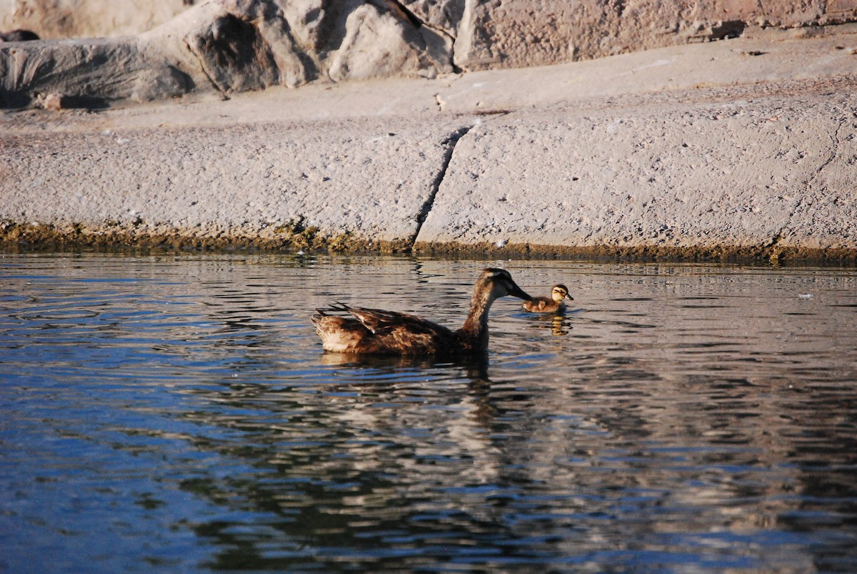 Mallard (Domestic type) - Dana Parsons