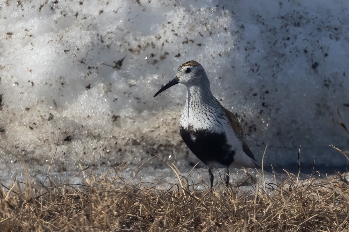 Bécasseau variable - ML620908328