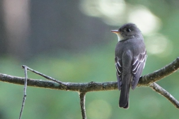 Eastern Wood-Pewee - Adrian Fenton