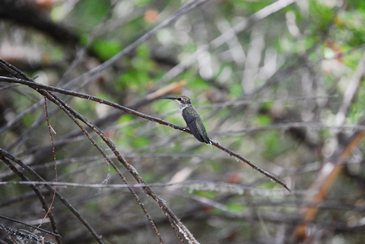 Colibrí Gorjinegro - ML620908358