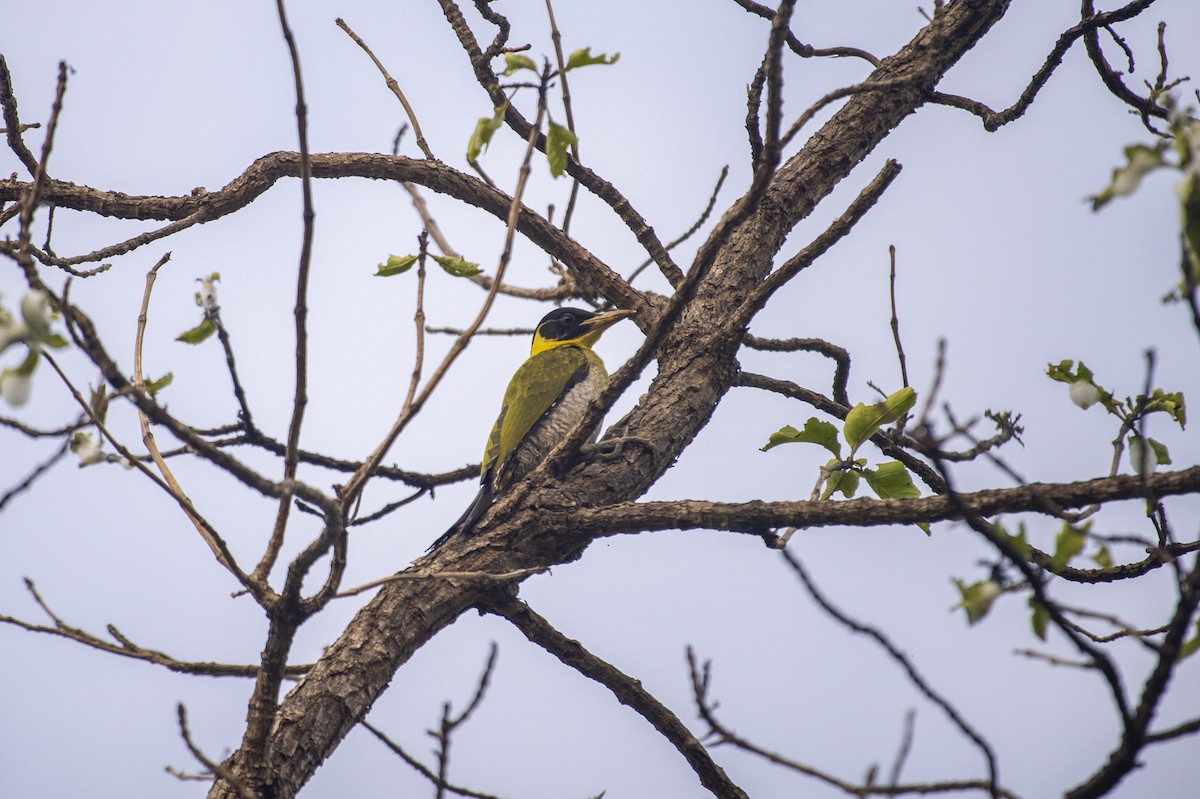 Black-headed Woodpecker - ML620908375